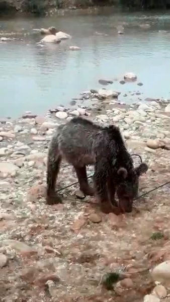 صدور کیفر خواست برای عاملین کشتن خرس مادر در ایذه/ سرقت توله خرس‌ها توسط سودجویان