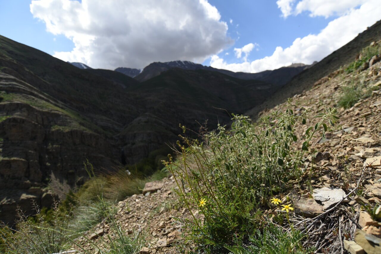 (عکس) تاراج گنج سبز کوه‌های تهران/گیاهان انحصاری تهران کجا تکثیر می‌شود؟