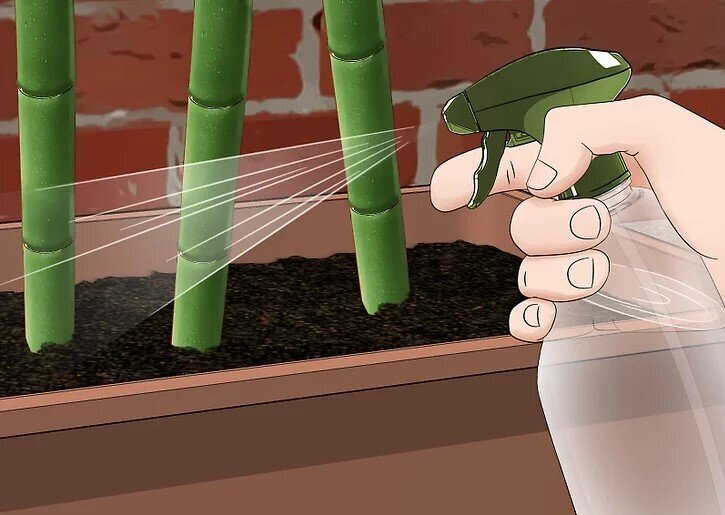 چگونه بامبو را قلمه بزنیم؟ / ۳ روش آسان برای تکثیر بامبو؛ گیاهی که نماد خوش‌یمنی است//