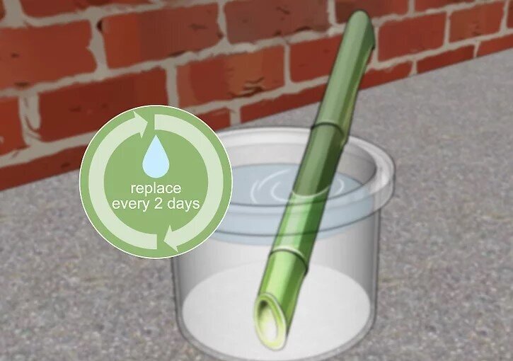 چگونه بامبو را قلمه بزنیم؟ / ۳ روش آسان برای تکثیر بامبو؛ گیاهی که نماد خوش‌یمنی است//