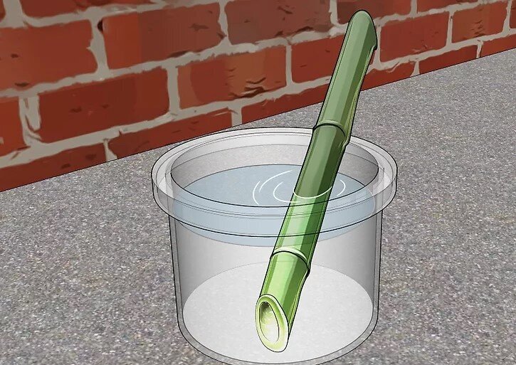 چگونه بامبو را قلمه بزنیم؟ / ۳ روش آسان برای تکثیر بامبو؛ گیاهی که نماد خوش‌یمنی است//