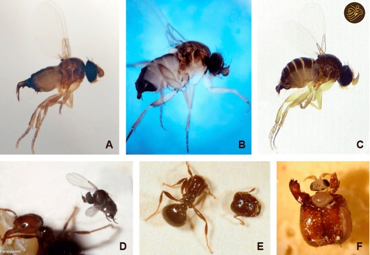 در دفاع از مگسها؛ به دنیای عجیب و غریب مگسها خوش آمدید در دفاع از مگسها؛ به دنیای عجیب و غریب مگسها خوش آمدید