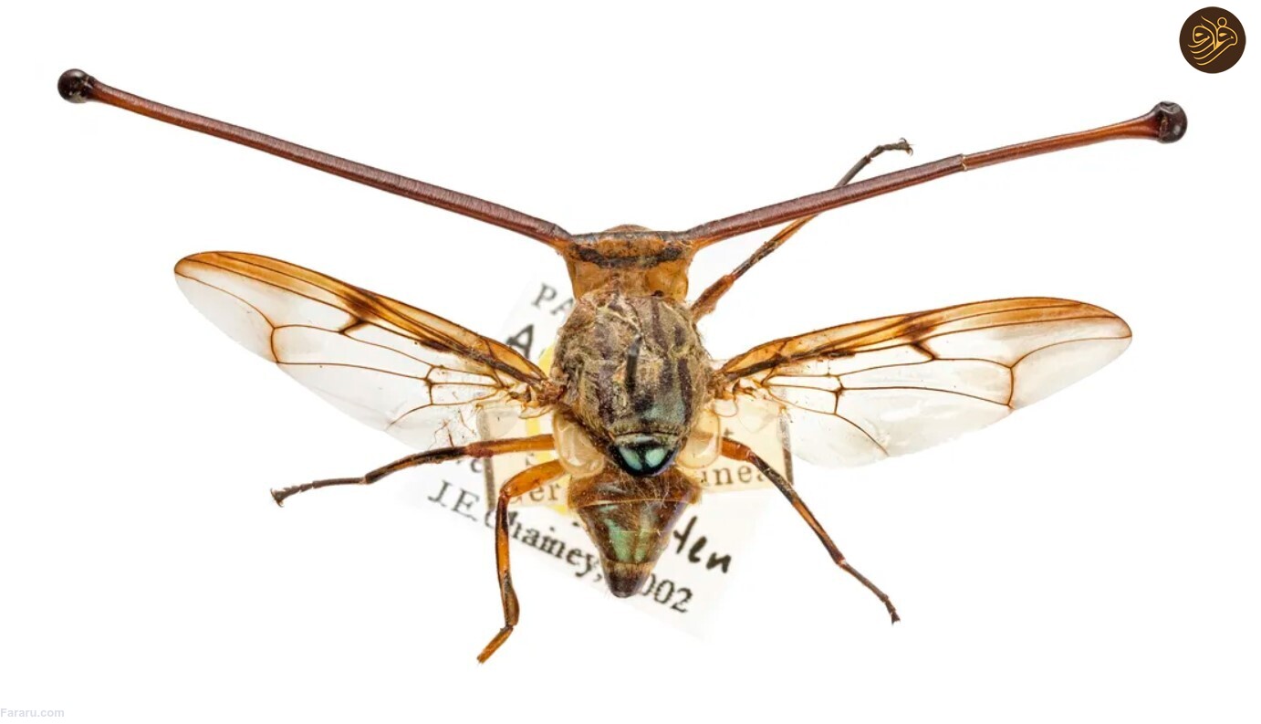 در دفاع از مگس‌ها؛ به دنیای عجیب و غریب مگس‌ها خوش آمدید