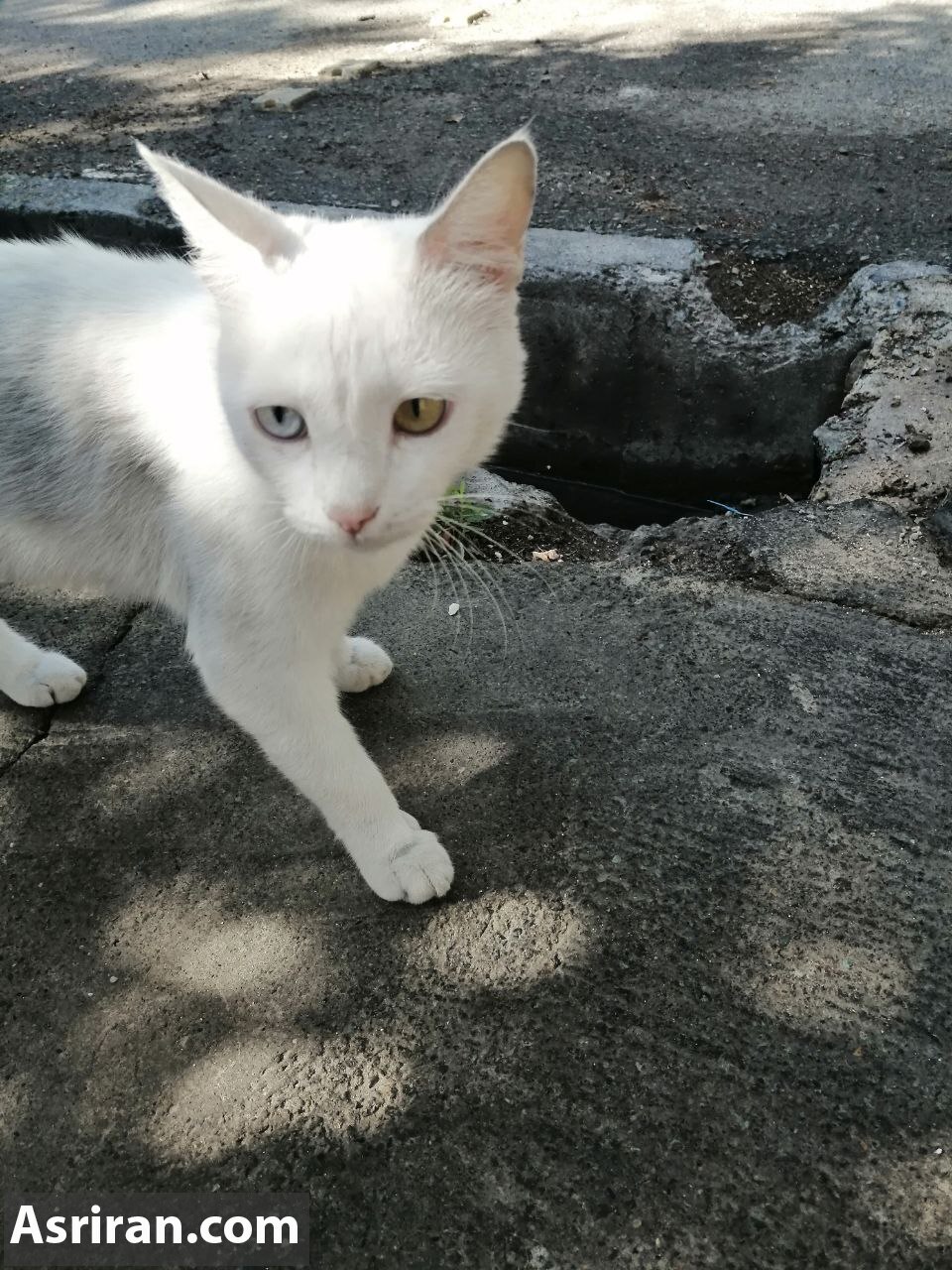 (عکس) گربه وطنی با چشم تا به تا!
