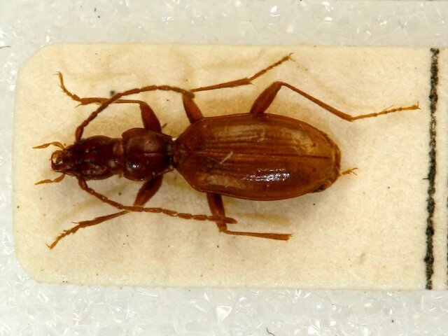 (تصاویر) از سوسک هیتلر تا مار دیکاپریو/ جنجال انتخاب نام افراد مشهور برای جانوران (تصاویر) از سوسک هیتلر تا مار دیکاپریو/ جنجال انتخاب نام افراد مشهور برای جانوران