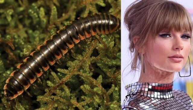 (تصاویر) از سوسک هیتلر تا مار دی‌کاپریو/ جنجال انتخاب نام‌ افراد مشهور برای جانوران