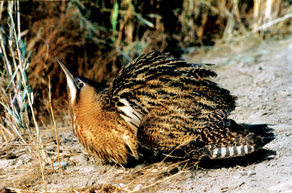 (تصاویر) شکار پرندگان منطق‌الطیر عطار با دوربین