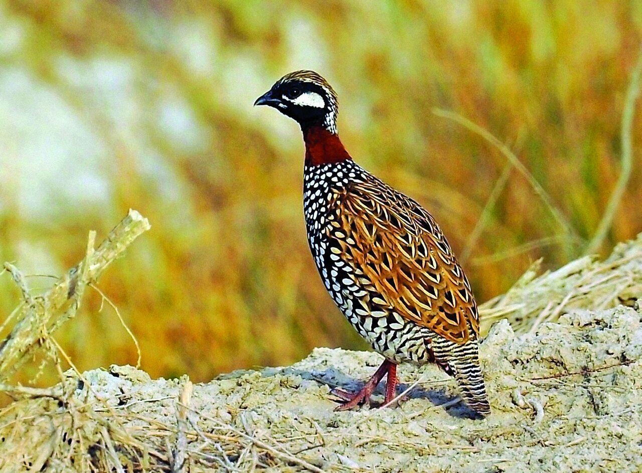 (تصاویر) شکار پرندگان منطق‌الطیر عطار با دوربین