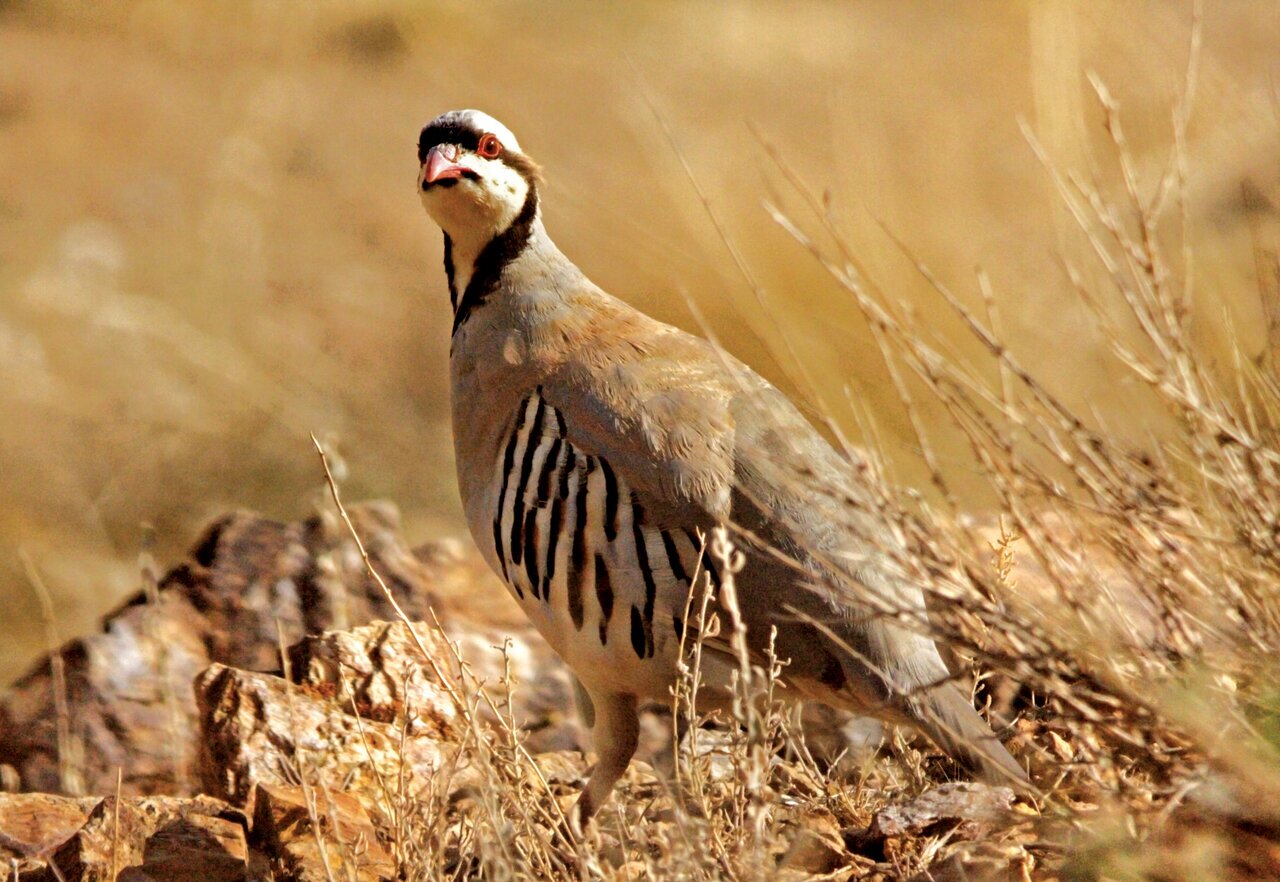 (تصاویر) شکار پرندگان منطق‌الطیر عطار با دوربین