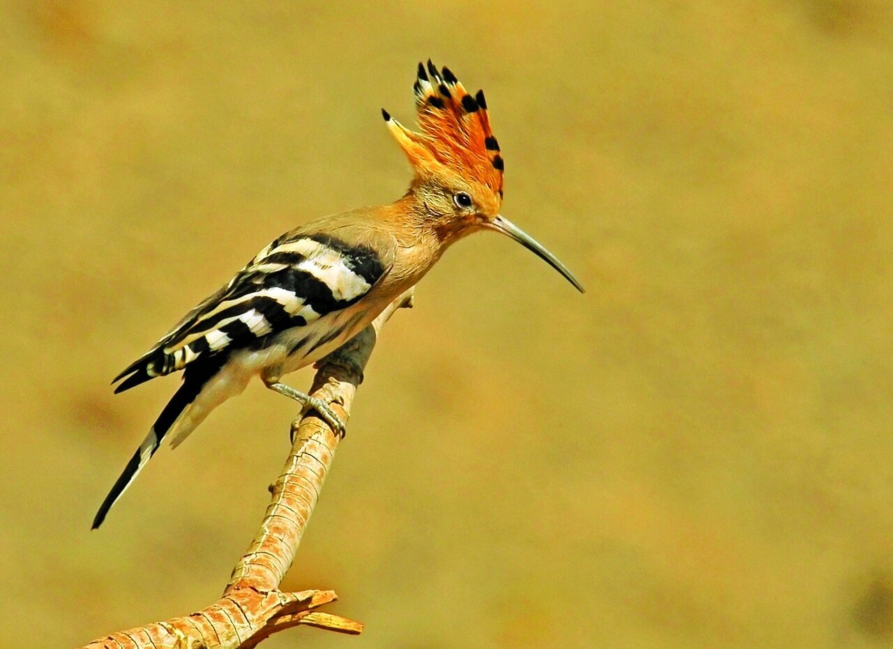 (تصاویر) شکار پرندگان منطق‌الطیر عطار با دوربین