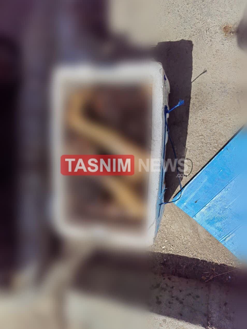 کشف جسد مثله شده یک زن جوان در کنار سطل زباله