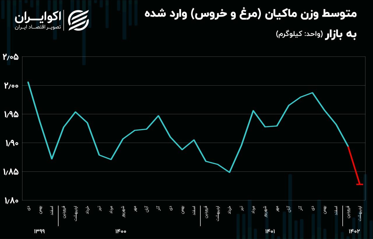 لاغرترین مرغ‌ها وارد بازار شدند