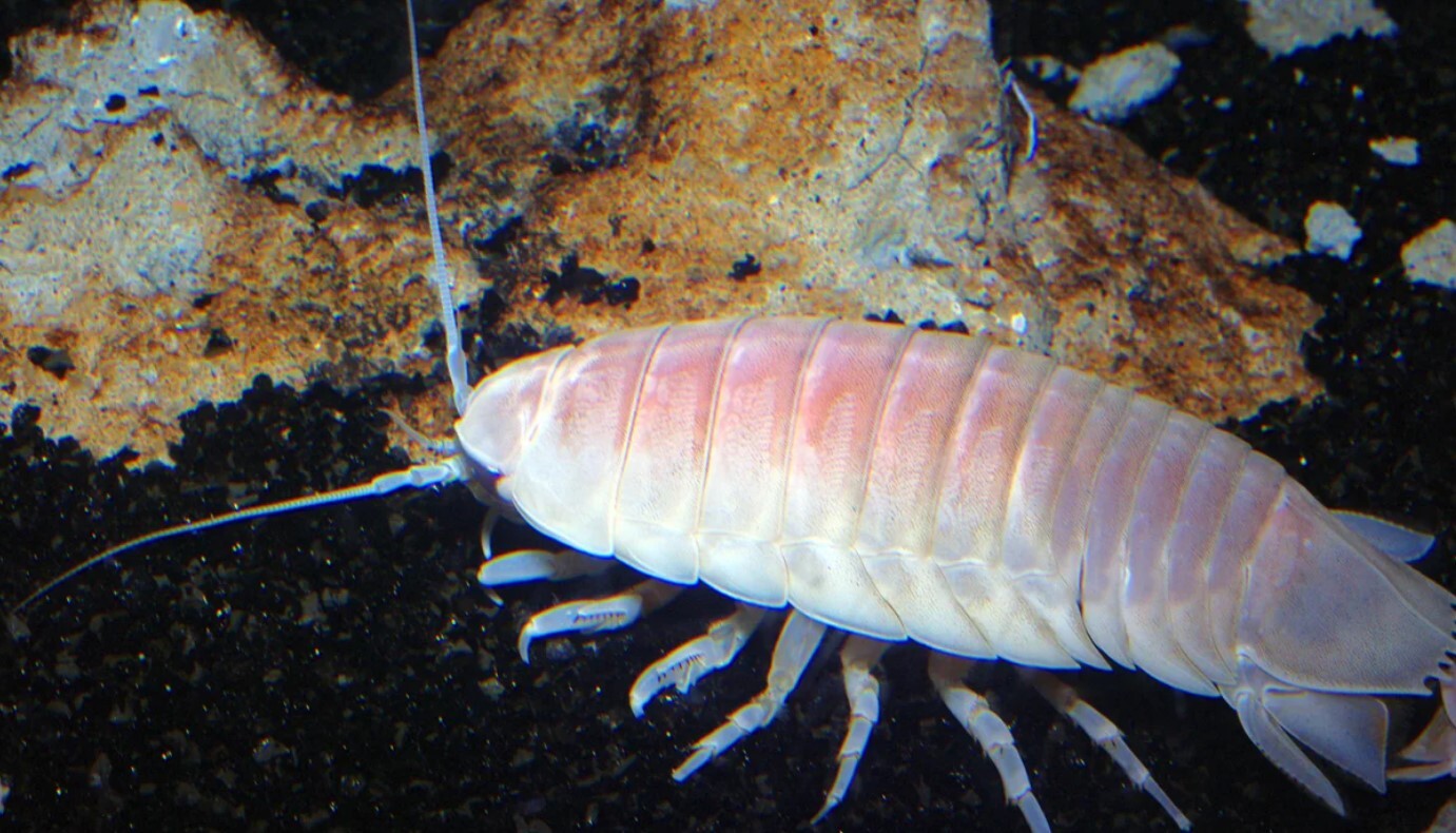 آن چه در مورد اعماق اقیانوس می دانیم و چرا کاوش در آن بسیار خطرناک است؟