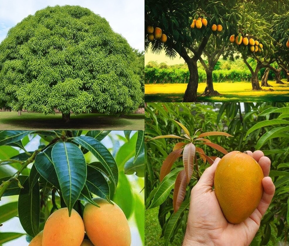 (عکس) تا حالا درخت انبه دیده اید؟!