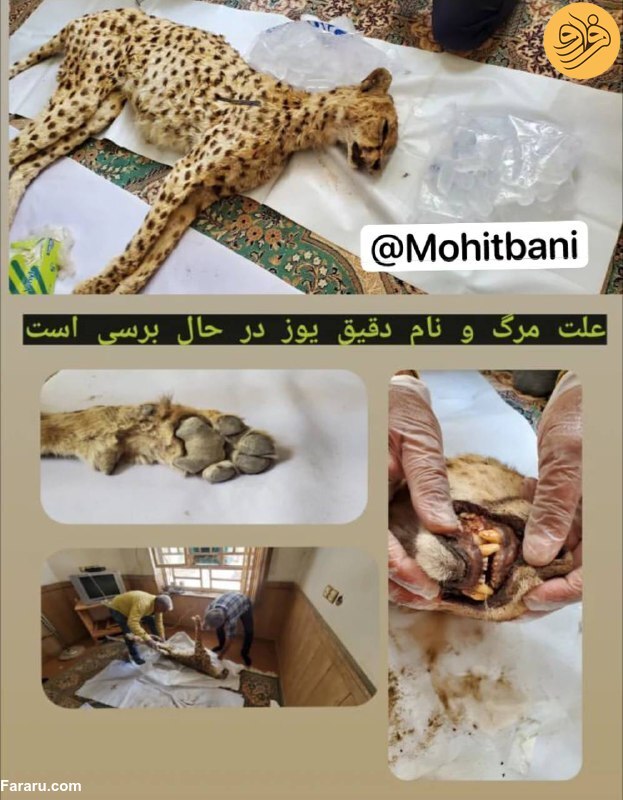 (عکس)