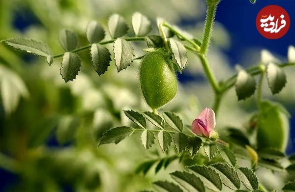 داستان منشأ عجیب نخود؛ این دانه خوراکی شگفت انگیز از کجا آمد؟