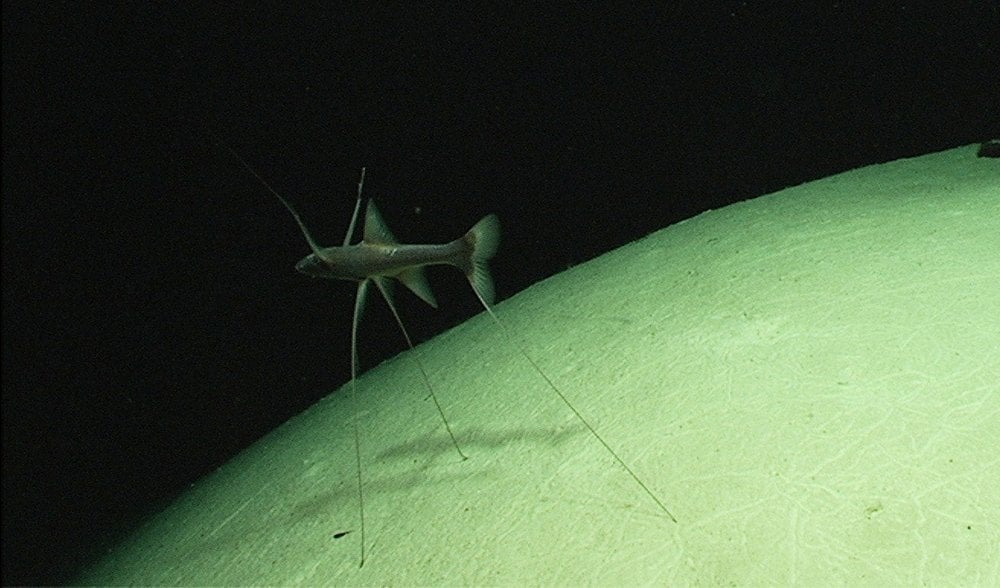 (ویدئو) از عجیب ترین های جهان: ماهی سه پا هرمافرودیت!