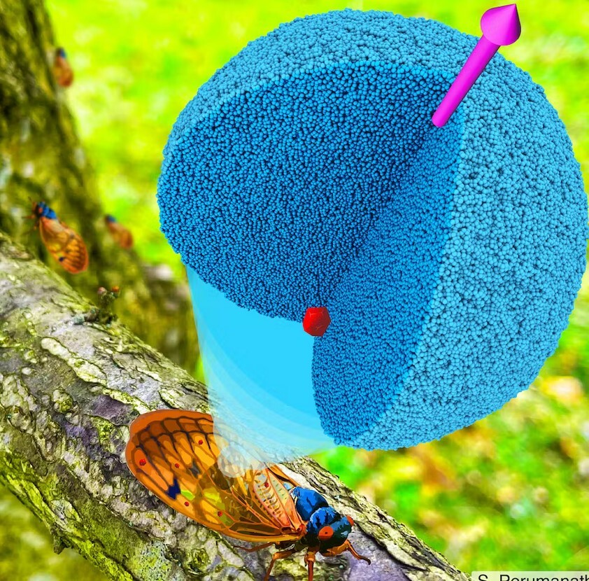 این حشره می‌تواند راز سطوح خود تمیز شونده را برملا کند