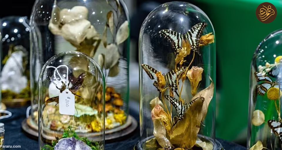 درون دنیای جمعیتی