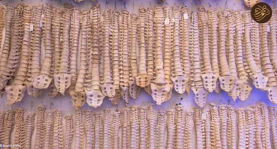 درون دنیای جمعیتی