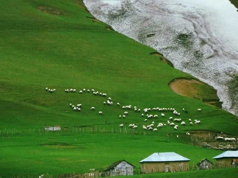 تالش