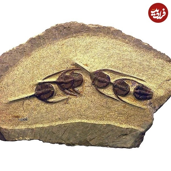 فسیل
