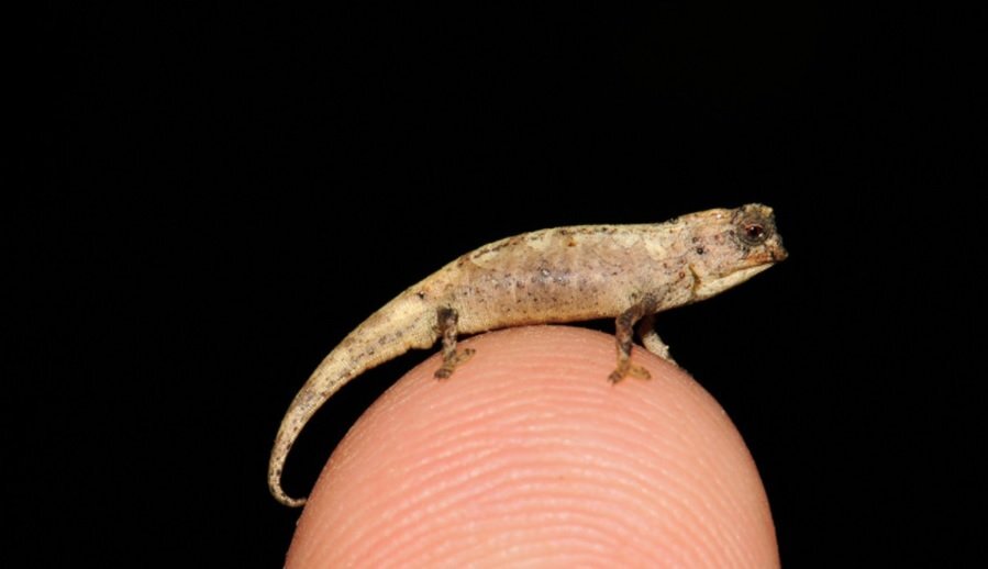 (تصویر) کشف کوچک‌ترین خزنده جهان؛ یک نانو آفتاب پرست