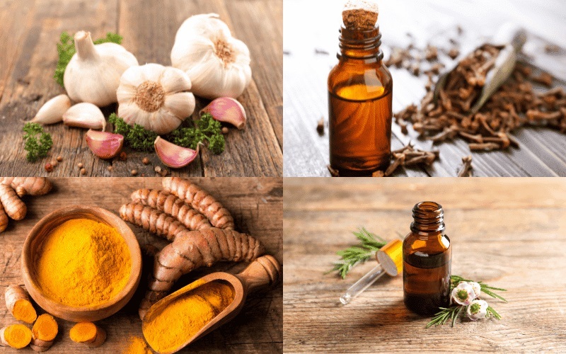 این آنتی بیوتیک‌های طبیعی را به رژیم غذایی خود اضافه کنید/ ترجمه