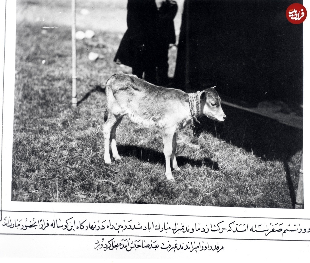 (تصویر) از عصرانه‌خوری همایونی تا گوساله‌ای که به حضور شاه آمد