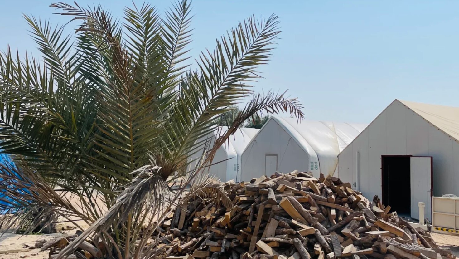 یک محصول غیرعادی در صحرای ابوظبی در حال رشد است