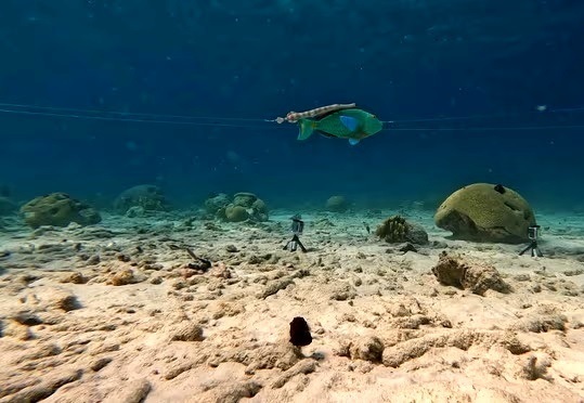 این ماهی عجیب‌ترین روش «شکار» را در دنیای حیوانات دارد