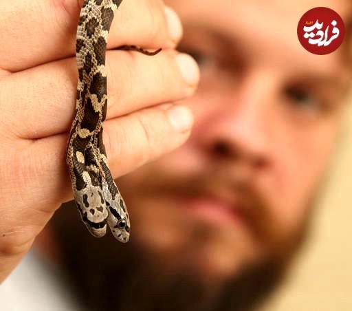 (تصاویر) نمایش یک مار «دو سر» بسیار کمیاب در باغ وحش تگزاس