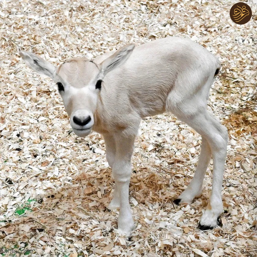 (ویدئو) تولد یک تابیده‌شاخ در خطر انقراض؛ ۱۰۰ تابیده‌شاخ در طبیعت باقی مانده است