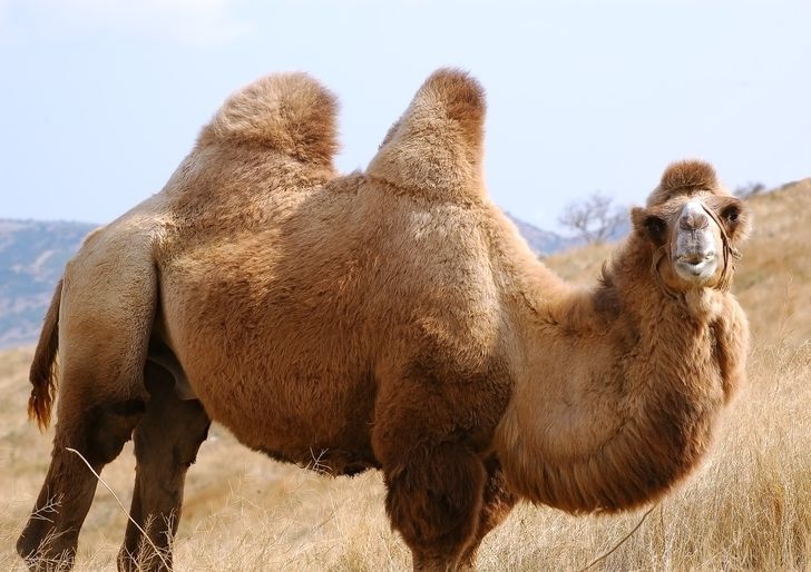 شتر