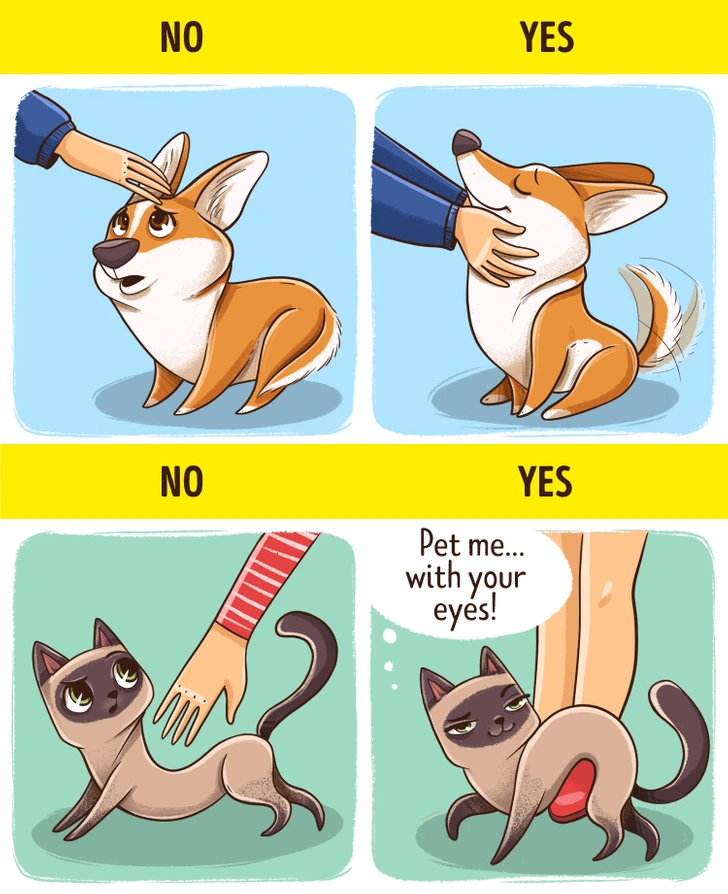 گربه‌ها و سگ‌ها