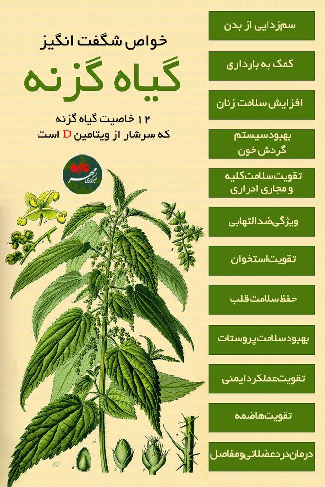 آهن این گیاه، کم خونی شما را تا ۷ نسل از بین می‌برد