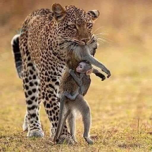 (عکس) یکی از غم‌انگیزترین عکس‌های حیات وحش