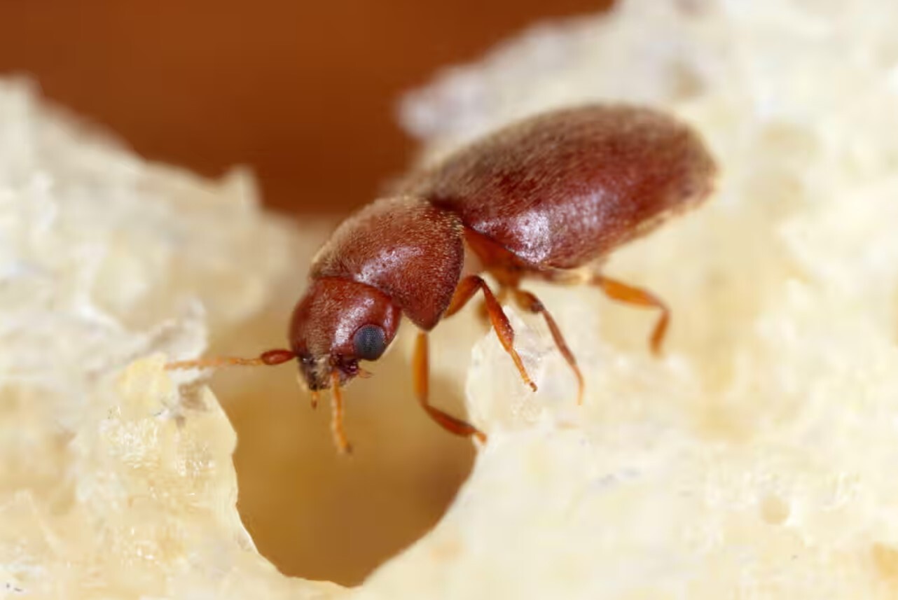 از کرم ریه تا سوسک سیگار، این موجودات در شما لانه سازی می‌کنند؟