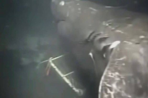 مگالودون، بزرگترین کوسه جهان شاید هنوز منقرض نشده باشد!