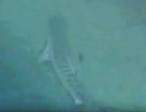 مگالودون، بزرگترین کوسه جهان شاید هنوز منقرض نشده باشد!