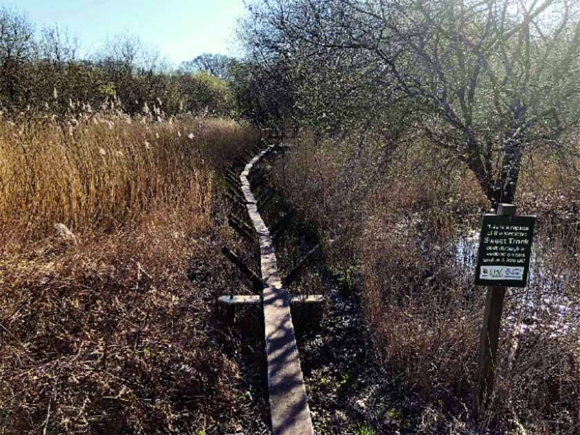 (تصویر) گذرگاهِ چوبی ۶۰۰۰ ساله؛ نمایشی از نبوغ انسان‌های ماقبل تاریخ
