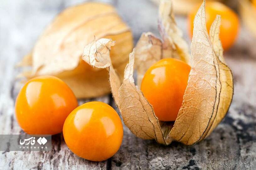 برداشت گران قیمت‌ترین میوه ایران