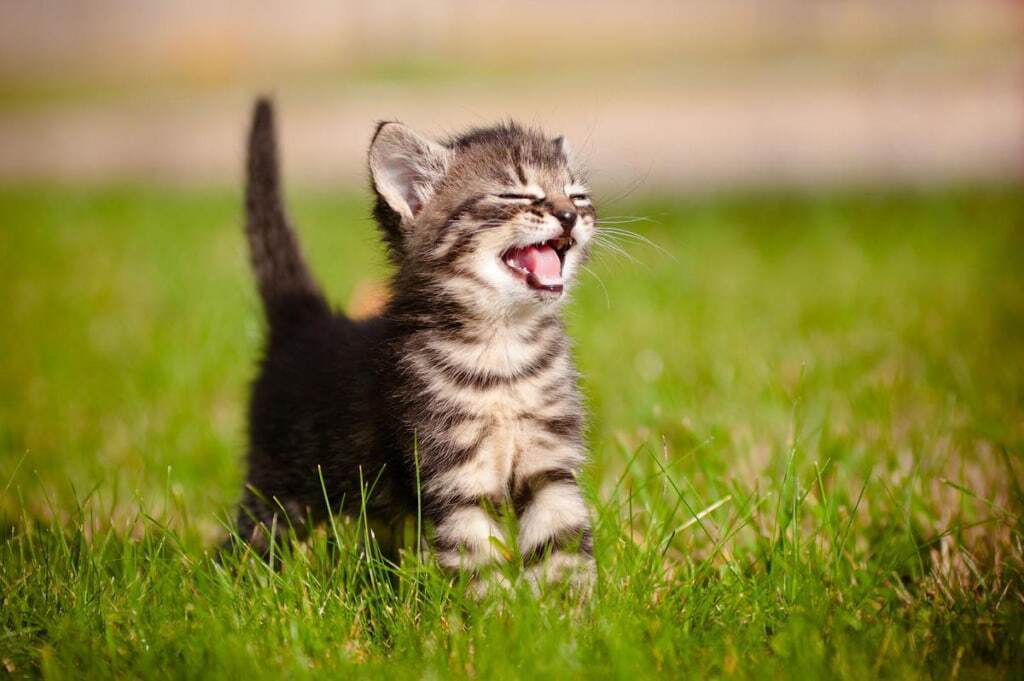 حالت صورت گربه‌ها چه احساساتی را در آن‌ها نشان می‌دهد؟