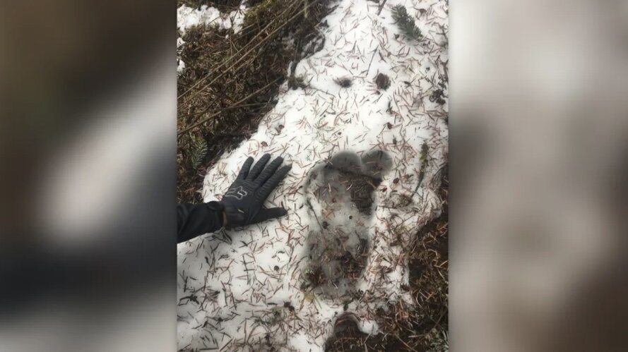 (عکس) معمای پیدا شدن موی غول برفی در کوهستان