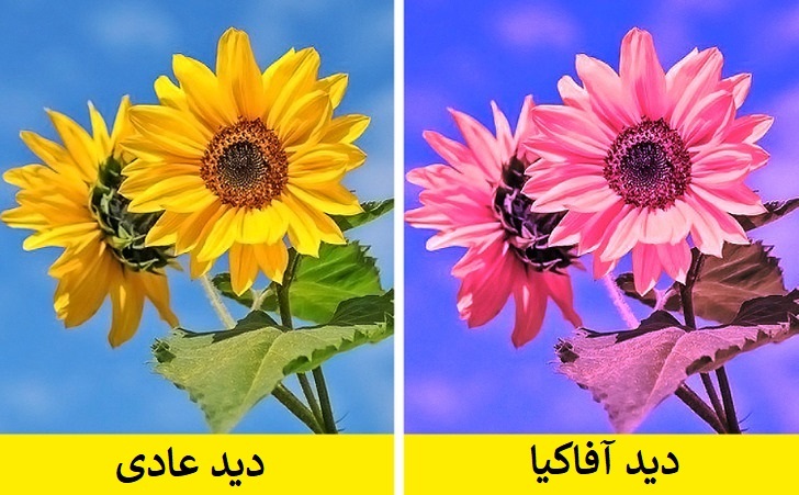 حقایق شگفت انگیز درباره بدن انسان که درمورد عده کمی از افراد صدق می‌کنند