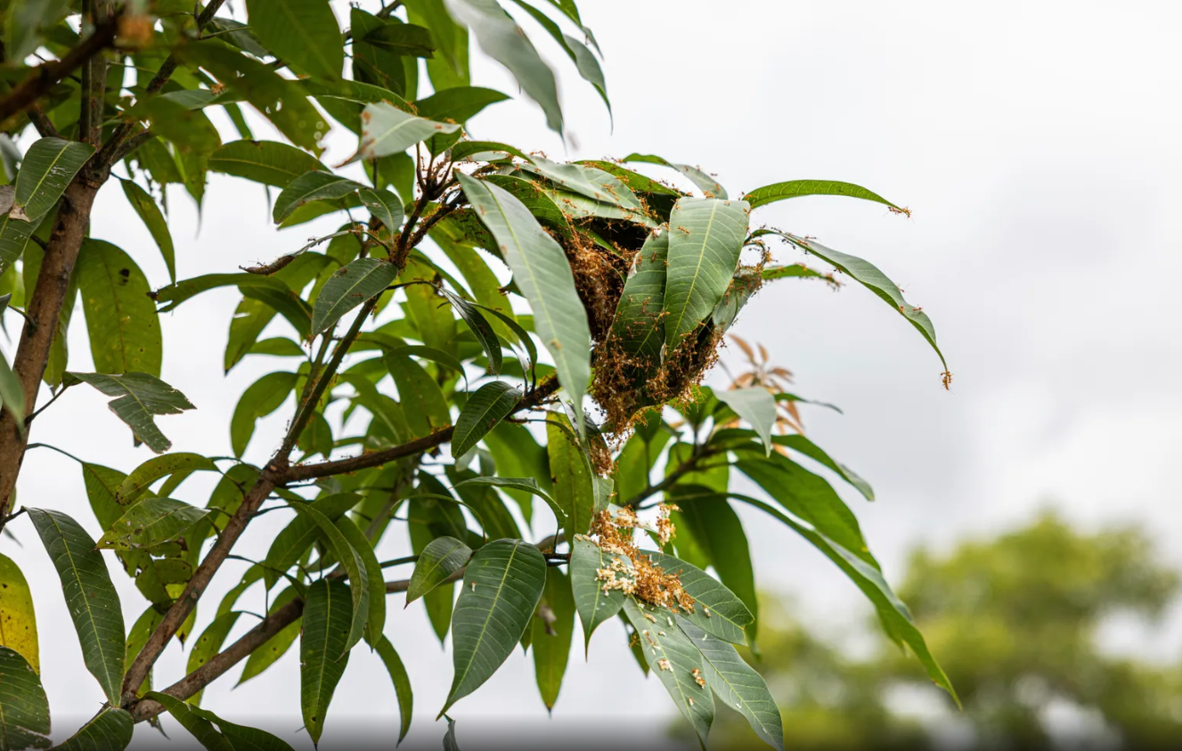 غذای آینده: