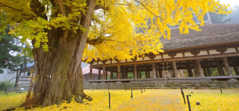 زیباترین درخت جهان در کره جنوبی با ۸۰۰ سال قدمت