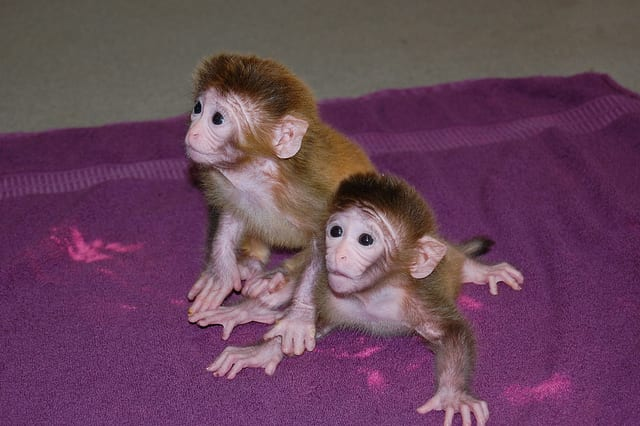 موفقیت دانشمندان در خلق یک میمون کایمری با دو مجموعه DNA///سه عکس اول متن اضافه شود//نمایه مطابق خبر باشد