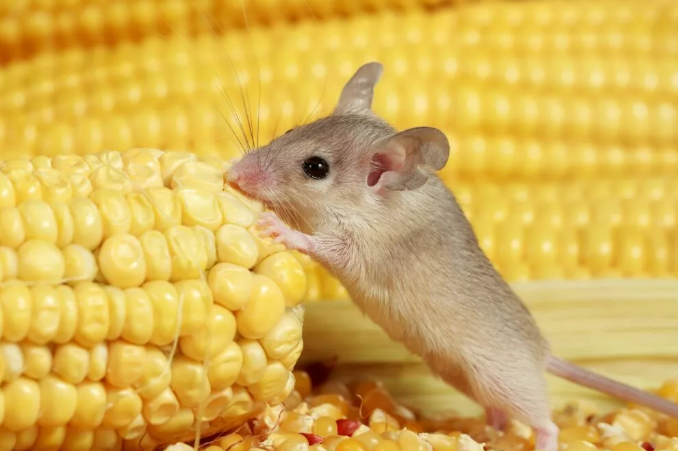 مطالعه جدید: هورمون‌های گرسنگی می‌توانند روی ناحیه تصمیم‌گیری مغز تأثیر بگذارند