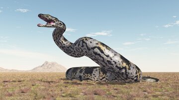 (عکس) تمساحی اندازه کامیون، ماری به اندازه اتوبوس